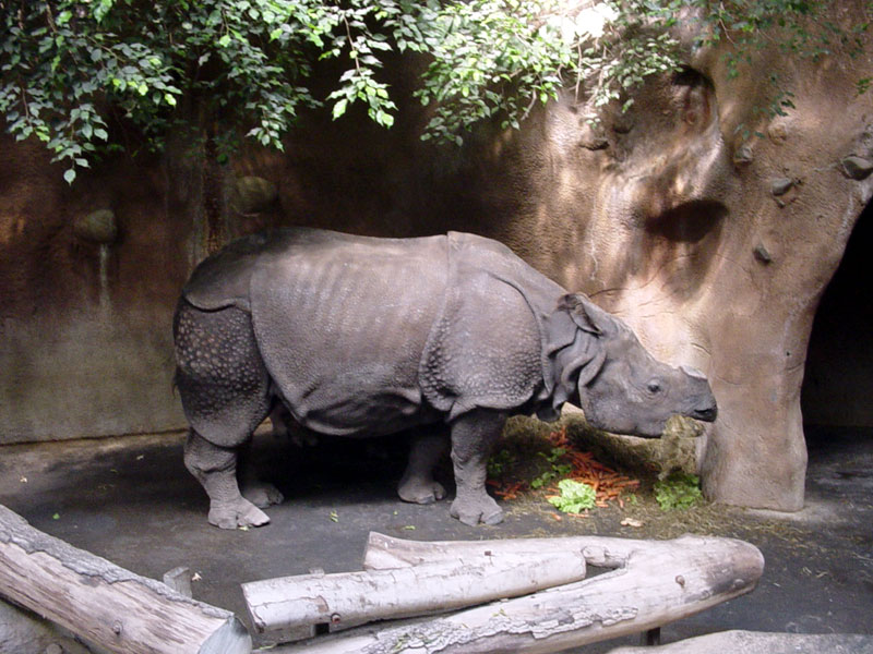 zoo41