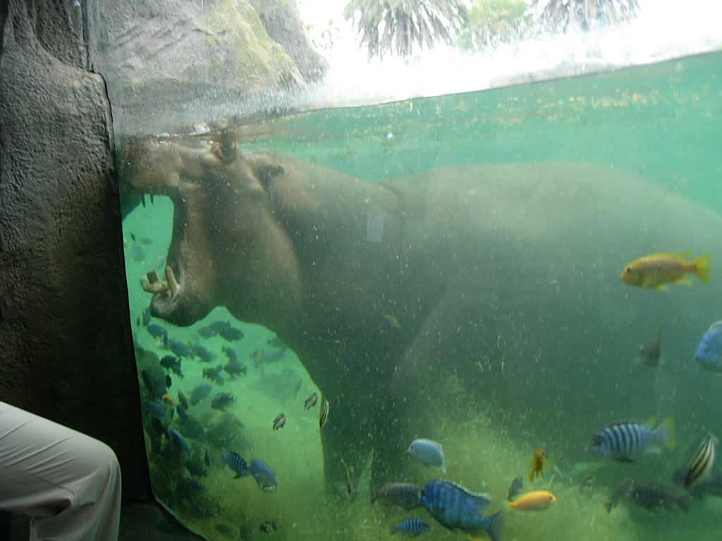 busch gardens - hippo