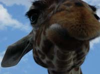busch gardens - giraffe