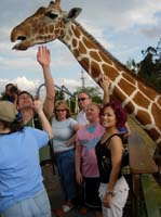 busch gardens - suzy & giraffe