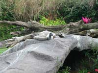 busch gardens - vulture